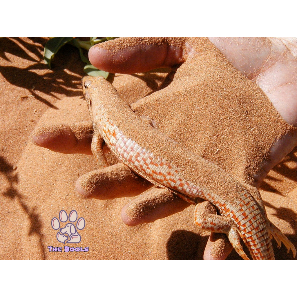 (The Bool's) Desert Sand Pasir Alas Kandang DesertSand Hamster Gecko