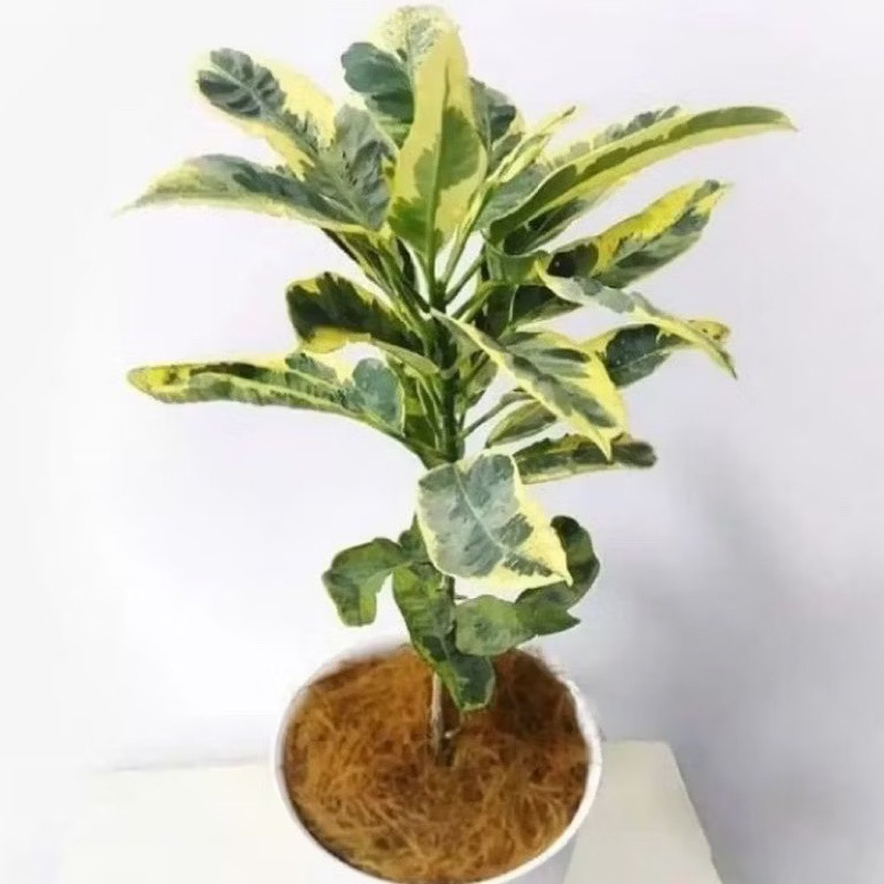 ( NEW BISA COD ) PROMO Tanaman Hias Puring Berbagai Macam Jenis Pohon Puring / Tanaman Hidup Pohon P