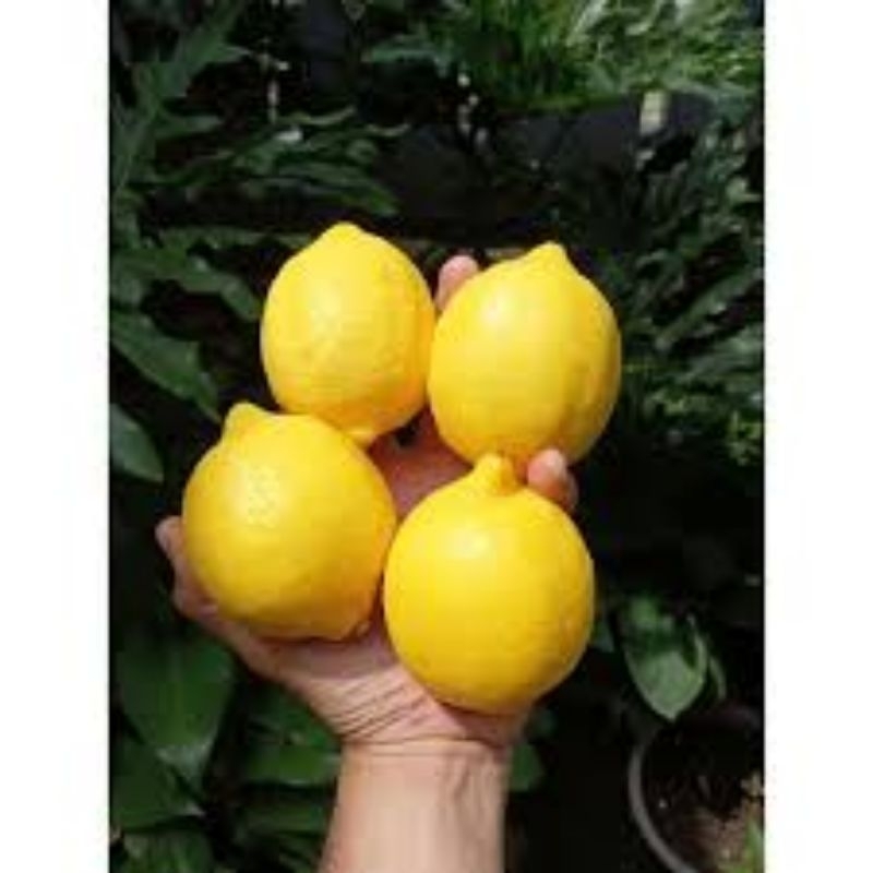 

buah lemon australia/fresh fruit berat 500gr