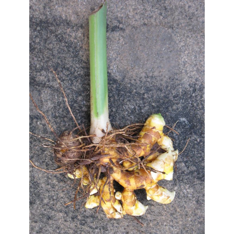 

Fresh Rempah Temu Tis / Temu Glenyeh 250gr