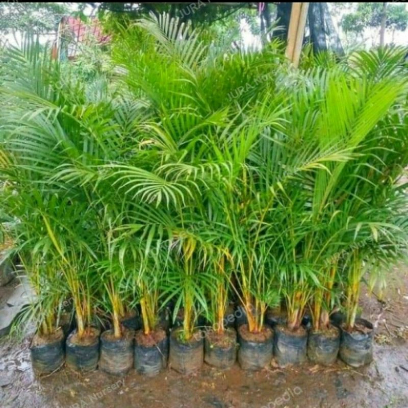 tanaman palem  kuning rumpunan besar ( pake kargo)