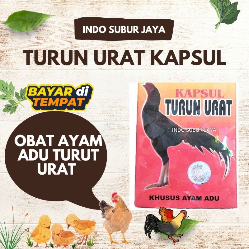Turun Urat Kapsul Obat Ayam Adu Mengatasi Bengkak/ Lumpuh Ayam