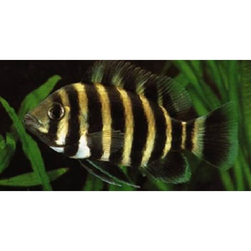 IKAN HIAS cichild ninetynine 99 nentinen size Sm KHUSUS INSTANT