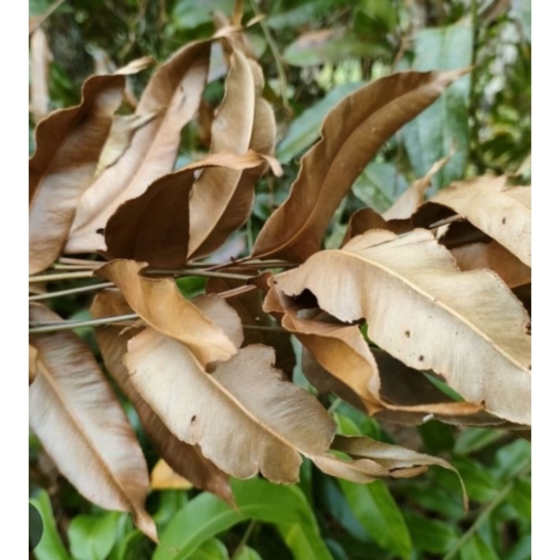 

daun kelakai kering asli kalimantan tengah 500 gram dan 1 kg