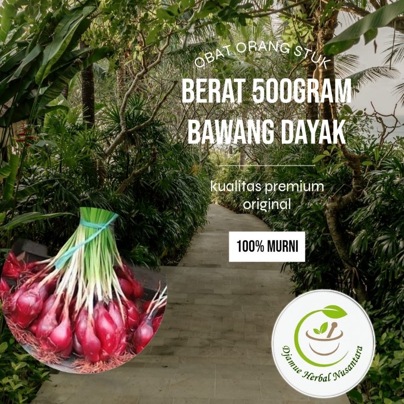 

bawang Dayak segar 500gram obat strok di panen ketika ada orderan masuk (Eleutherine bulbosa) obat tradisional