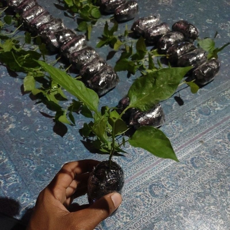 Bibit hidup Cabe Hiyung ori 100%