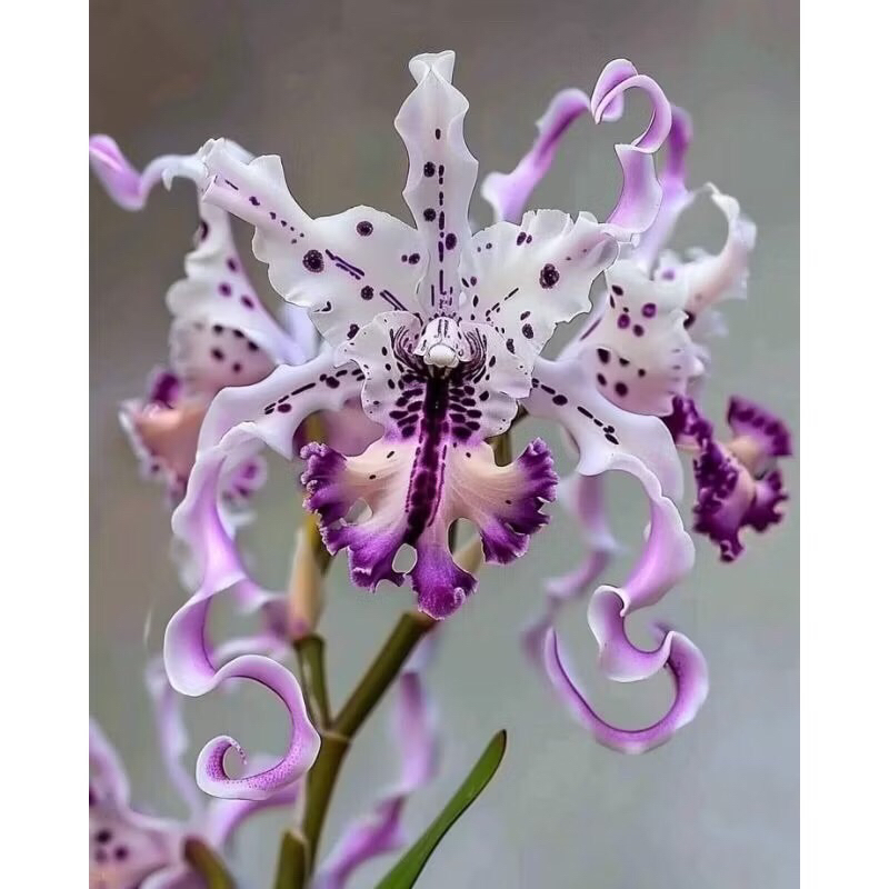 Terlaris Anggrek dendrobium import purple spider - anggrek dendrobium dewasa - anggrek bunga hidup