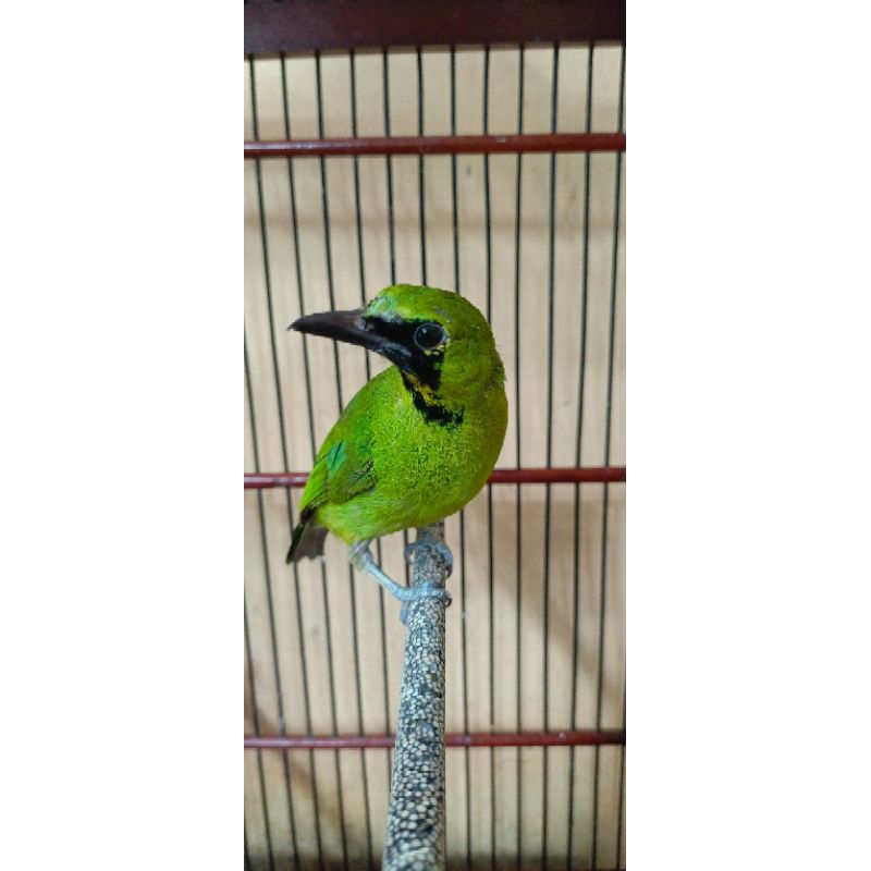Cucak Hijau / Cucak Ijo Trotol Body Medium +