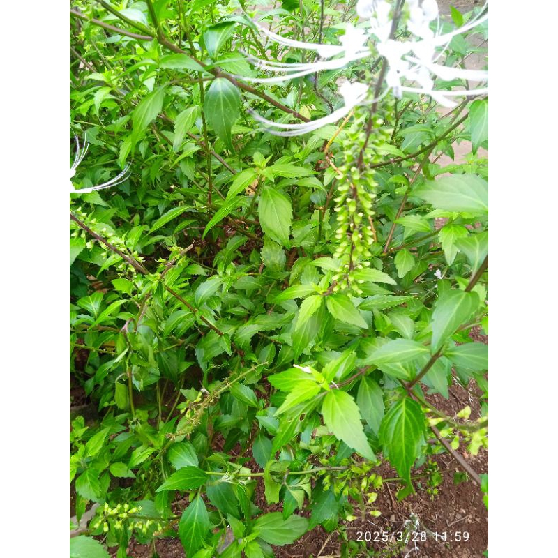 

DAUN KUMIS KUCING SEGAR