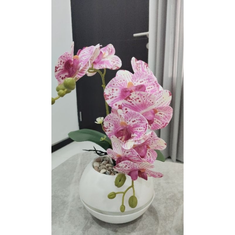 Bunga Anggrek Pot Vienna