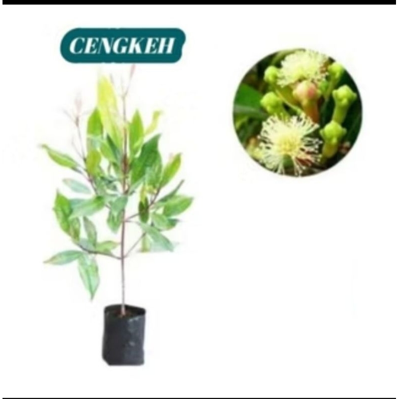 Bibit CENGKEH Zanzibar