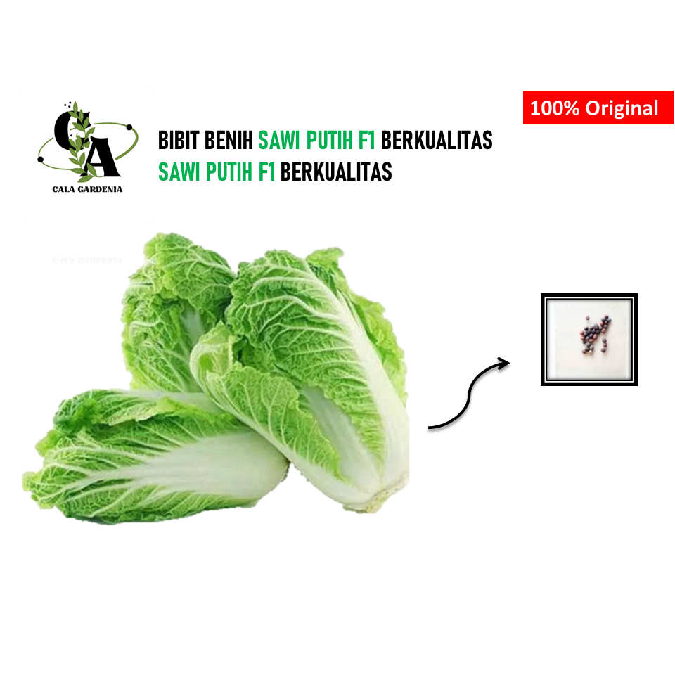 

SAWI PUTIH SUPER 10 BIJI BENIH SAWI PUTIH SUPER SAWI SAYUR TANAMAN SAWI BERKUALITAS
