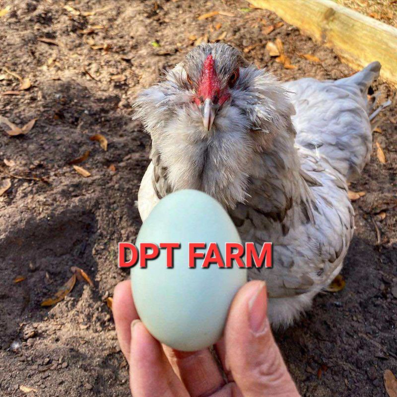 

TELUR AYAM AMERAUCANA ORI UNTUK DI TETASKAN
