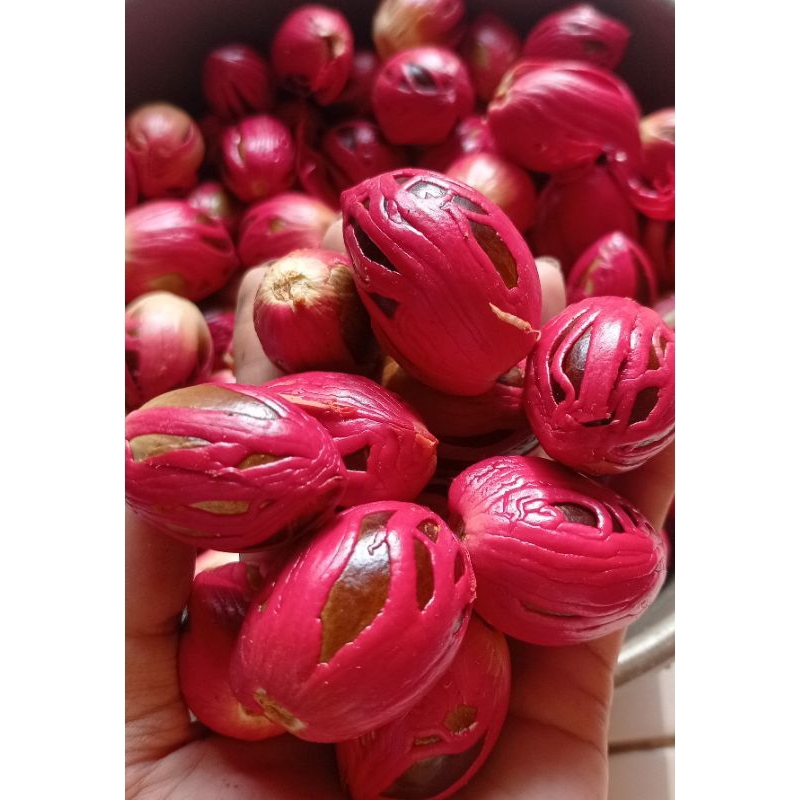 benih pala /biji pala siap semai