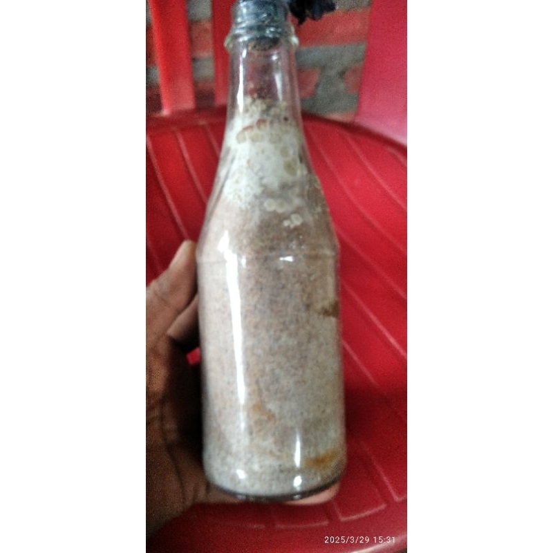 

bibit jamur kuping f2