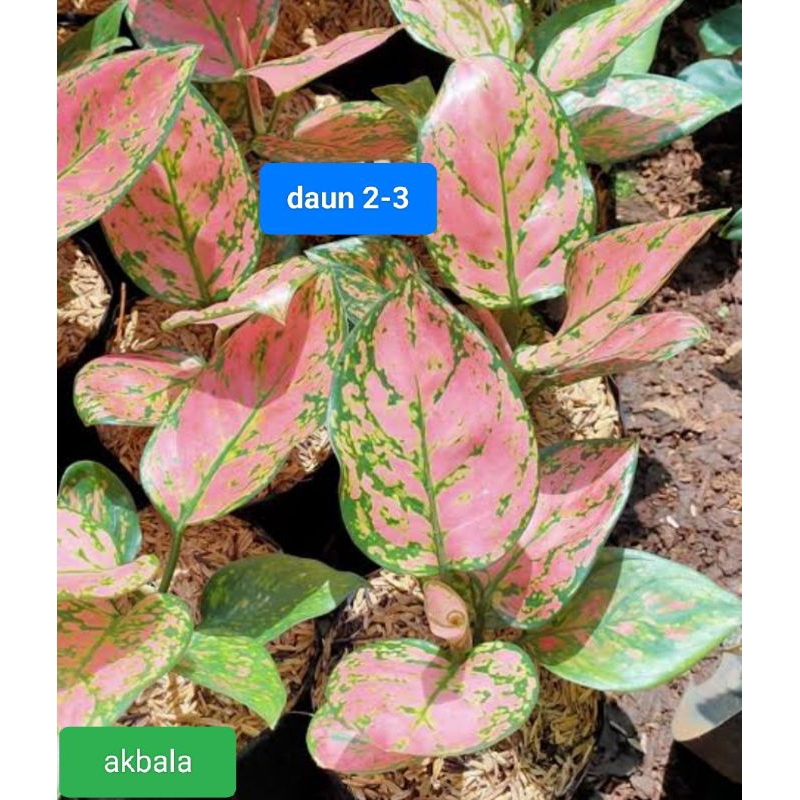 AGLONEMA LADY VALENTINE DAUN 2-3 REMAJA