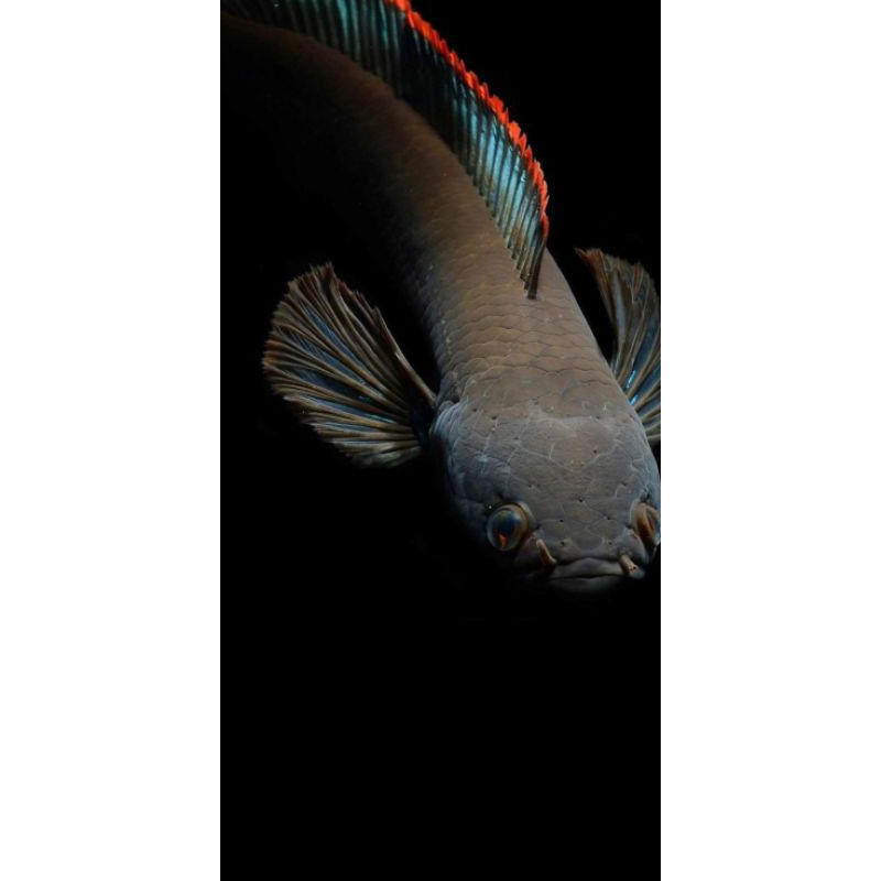 Paket limbata jumbo 4e