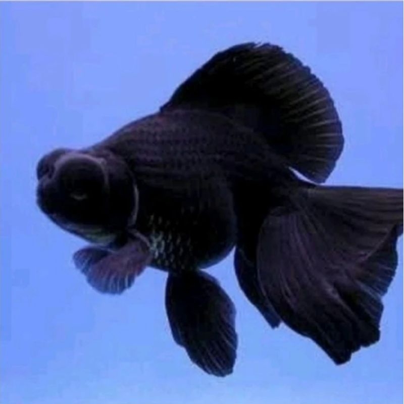 ikan mas koki Black Moor/lowo-ikan hias air tawar