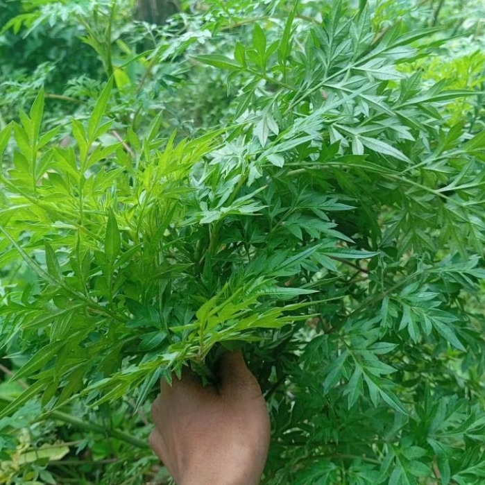 

Daun kenikir segar paket 1 kg