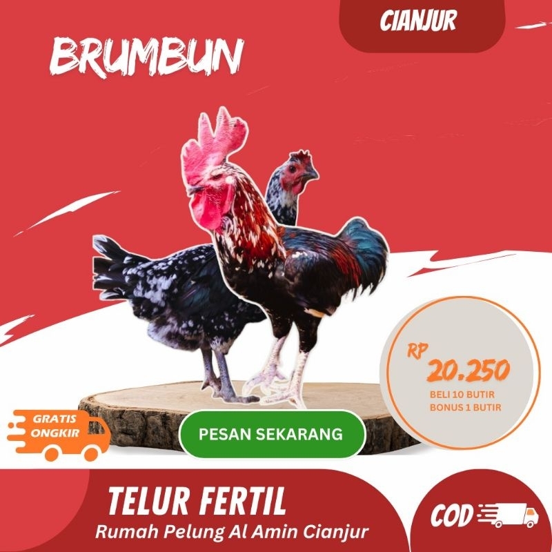 

Telur Ayam Pelung Brumbun Untuk Ditetaskan Fertil