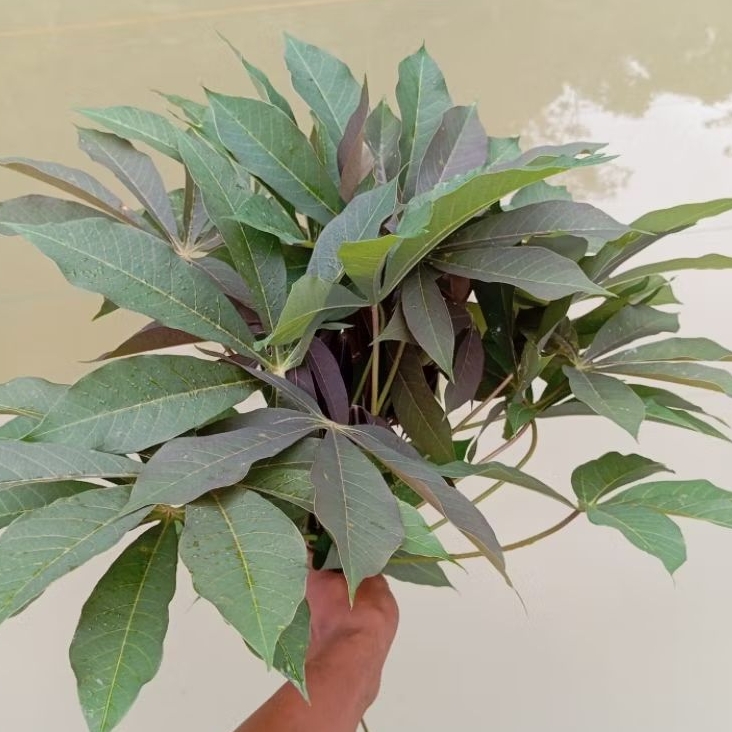 

Pucuk daun singkong segar paket 1 kg