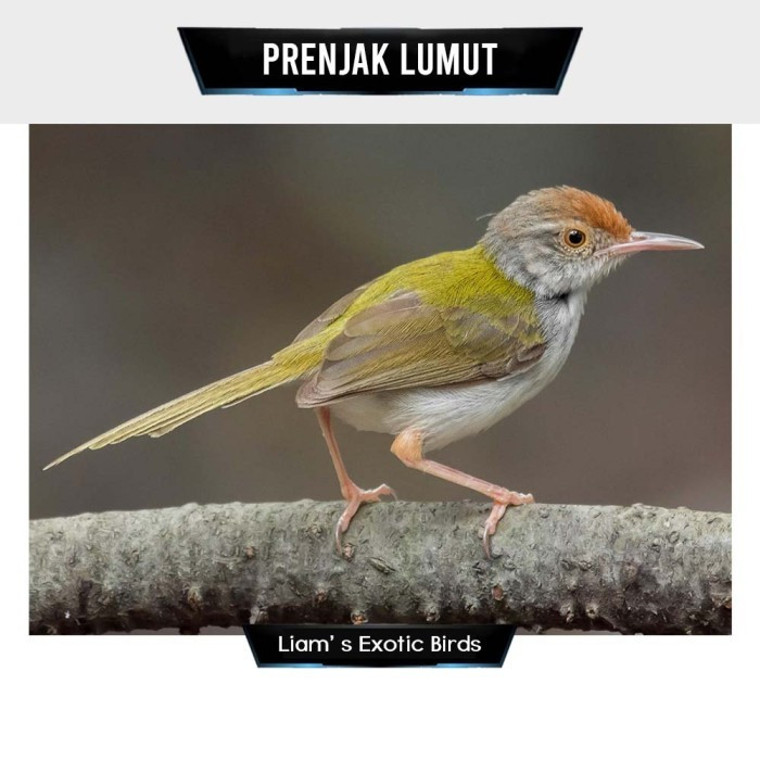 Prenjam Lumut Prenjak Bawah Pilihan Mulus