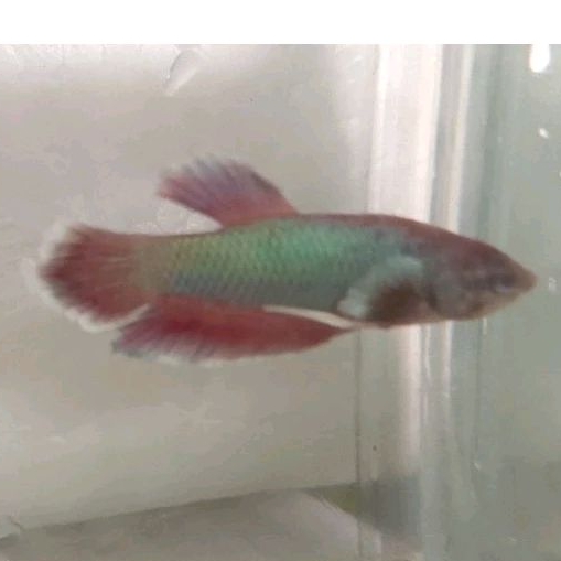 Cupang Koi Green Dragon Dumbo White butterfly Jantan *Instant Makassar*