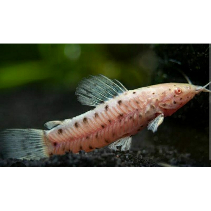 Hoplo Albino / Hiasan Aquarium / Pelengkap Aquarium / Hiasan Aquascape / Pelengkap Aquascape