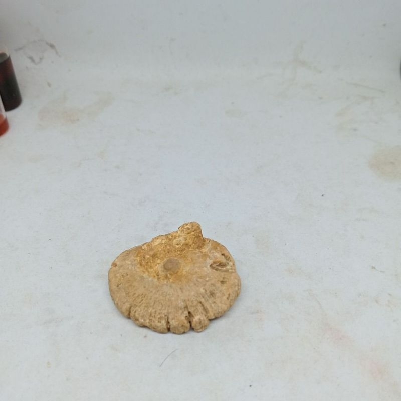 

fos1l jamur koleksi natural alam