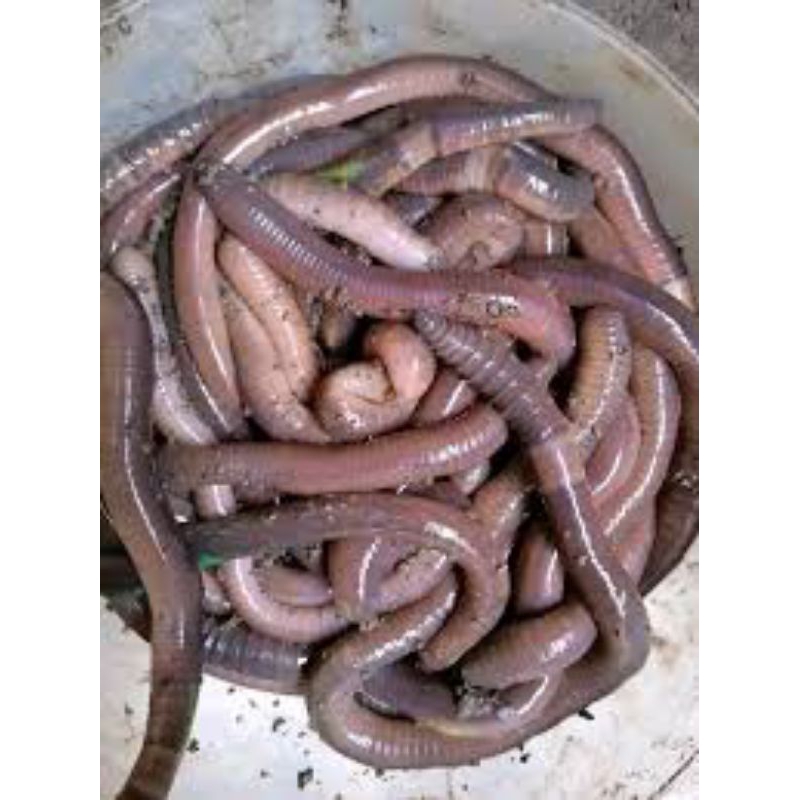 Cacing kalung untuk pakan ikan atau untuk obat tipes