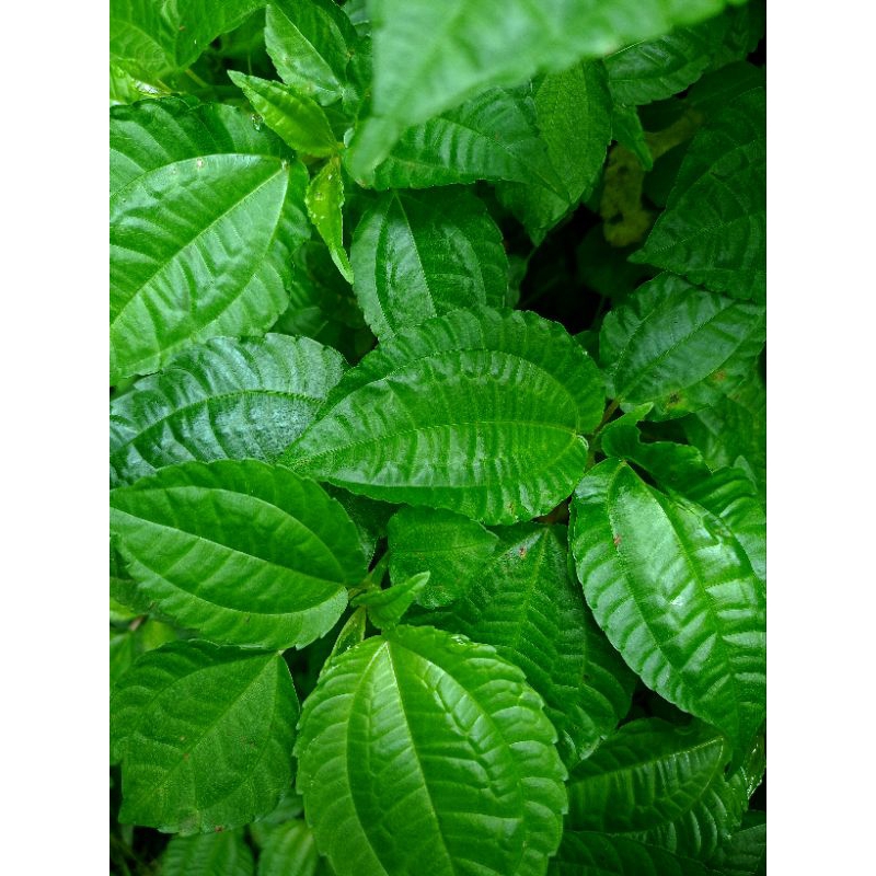 

daun pohpohan segar 1kg termurah terlaris