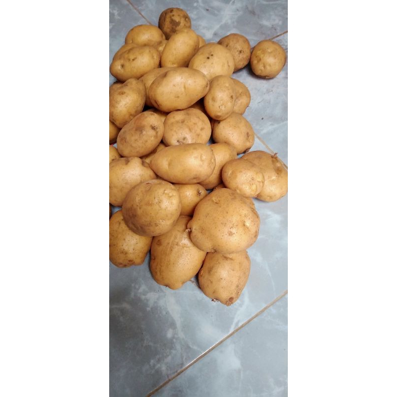 

Forcysn Terlaris No.1 Kentang Segar Ukuran Sedang 1Kg