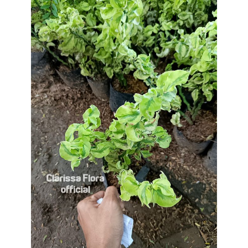 ( BISA COD ) PROMO Tanaman hias zigzag plant keriting varigata