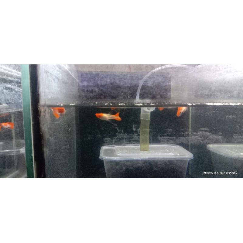 Pakan Guppy Betina Albino Koi Ribbon Genetik Red Ear