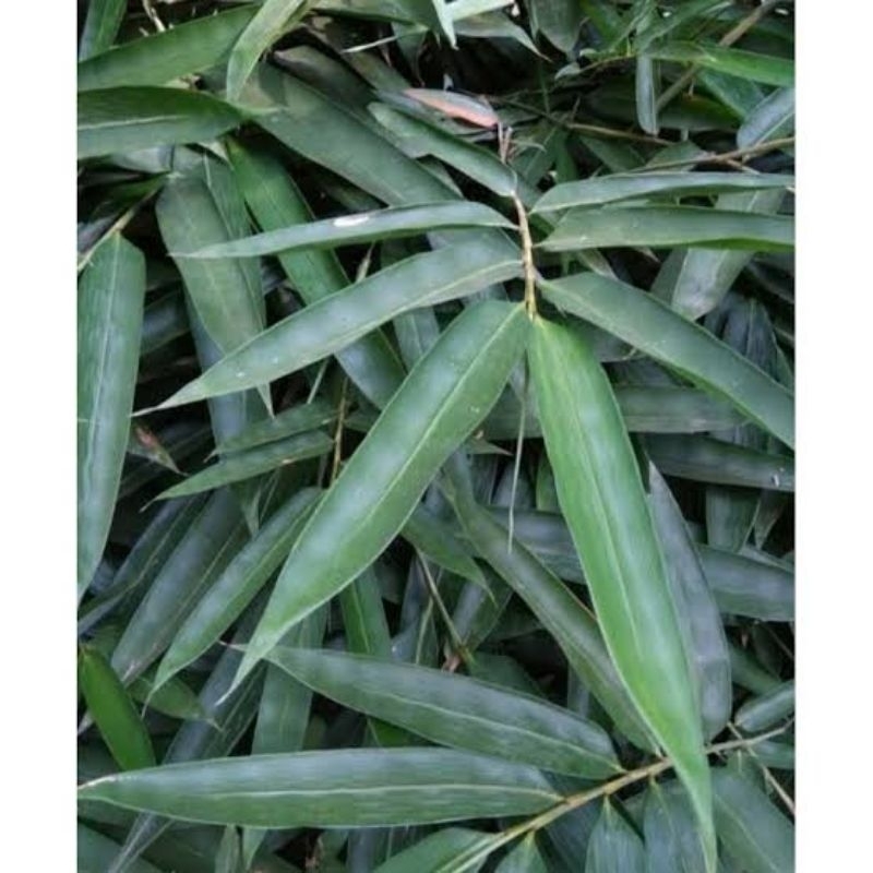 

DAUN BAMBU 100 LEMBAR