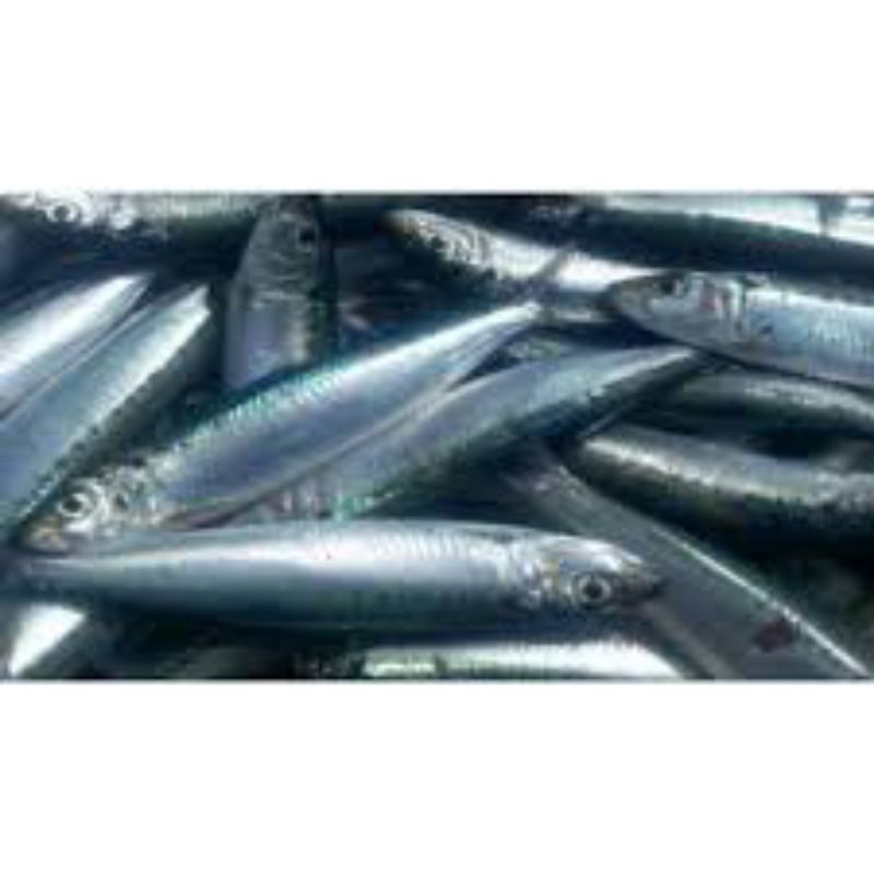 

DENCIS PULPEN/IKAN SEGAR