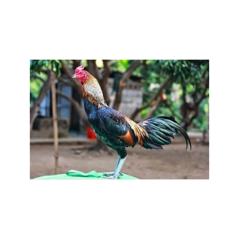 

telur ayam bangkok birmaa asli 100%ori