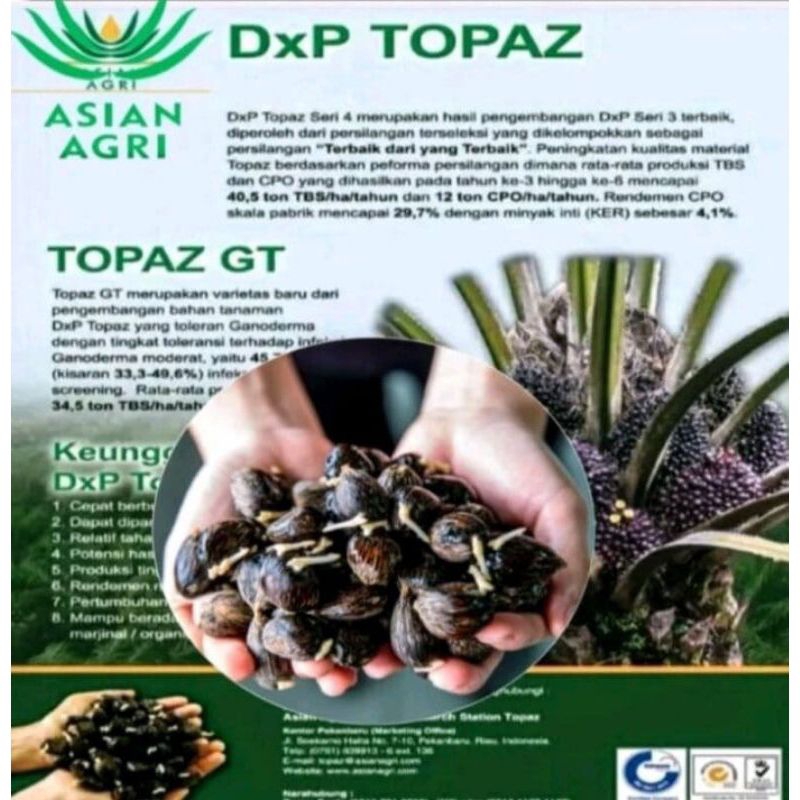 bibit kecambah sawit DXP Topaz