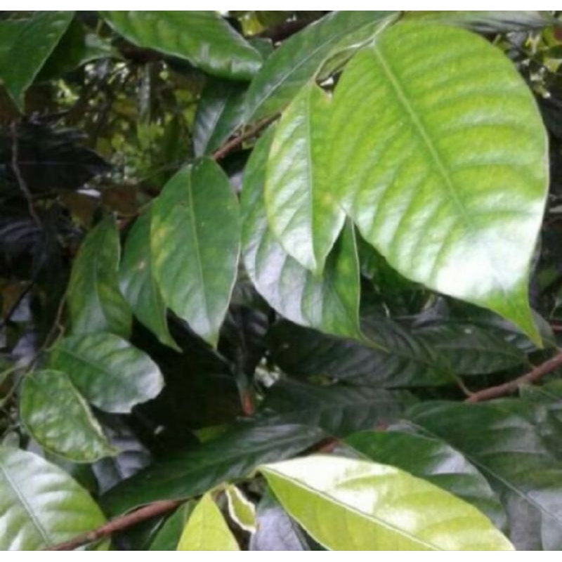 

daun pala segar 100gr