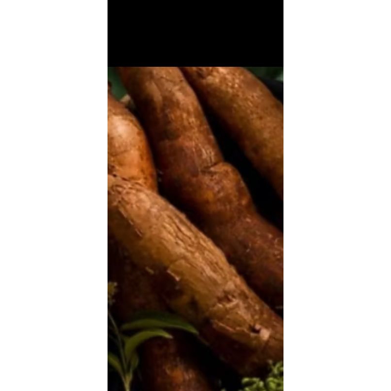 

singkong fremium