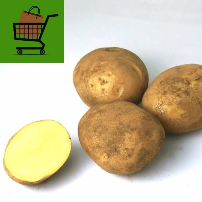

KENTANG DIENG ( POTATO ) BESAR dan SEDANG ( MIX/CAMPUR )