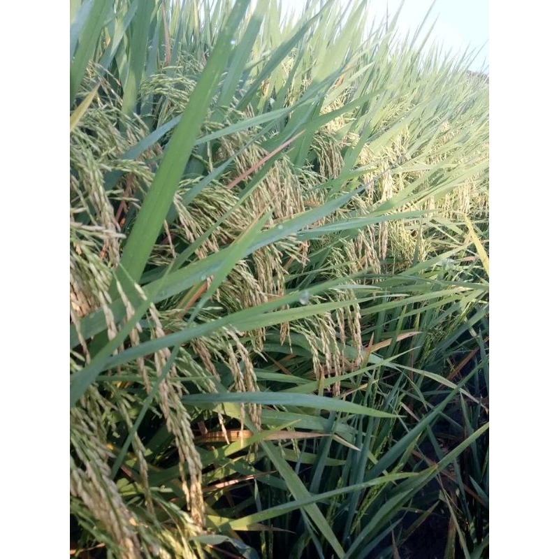 benih padi CL 220 kemasan 5 kg