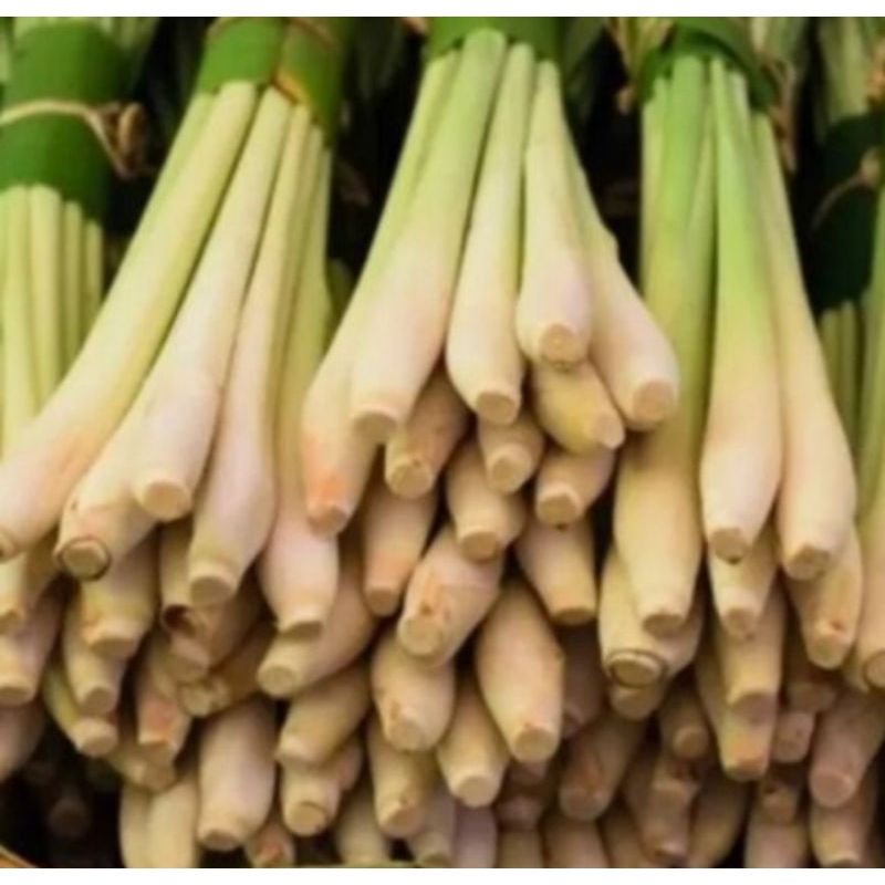 

sereh segar //serai segar 1 kg//sereh, serai segar fresh 1 kg