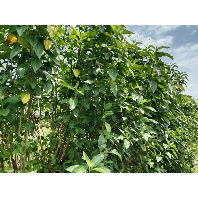 

Daun Sambung Nyawa (50 lembar)