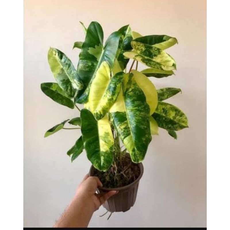 tanaman hias brekele variegata