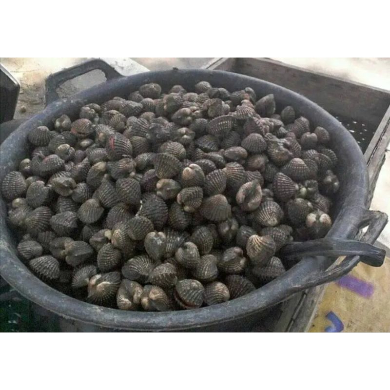 

Kerang dara hidup segar fresh 500gram pasar pagi