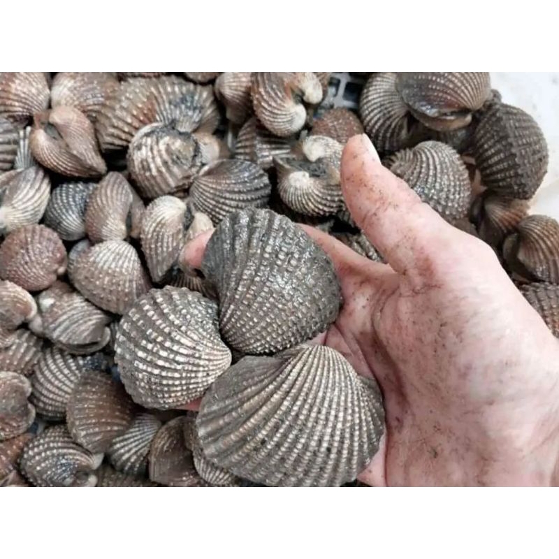 

Kerang dara segar fresh hidup 500gram