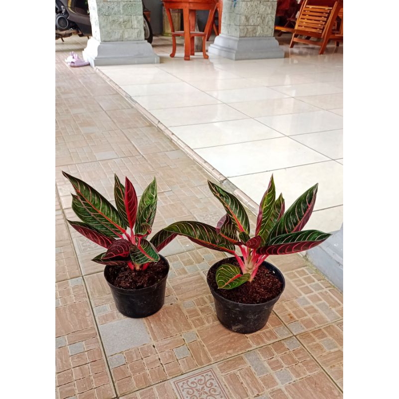 aglonema red Sumatra Prade Sumatra merah 8-9daun akar rimbun redsum
