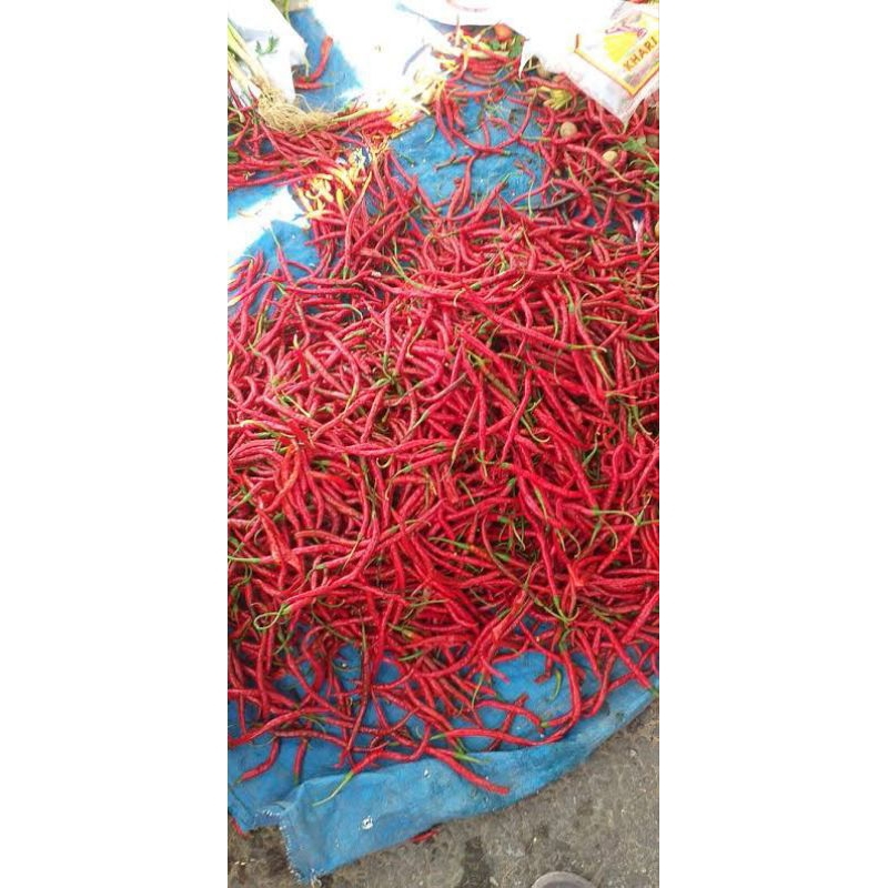 

Cabe merah keriting / cabai merah keriting segar fresh