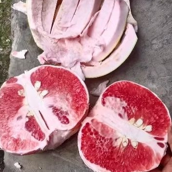 

Jeruk Bali Pamelo Manis Segar 1 Buah 1,5 kg - 1,6 Kg